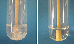 Catalase test
